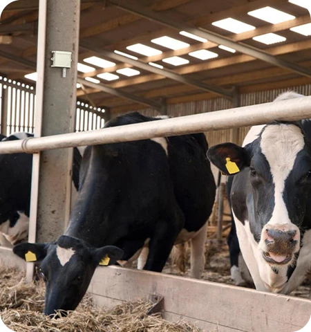 LW002-TH درجة حرارة LoRaWAN®&تطبيق استشعار الرطوبة في تربية الحيوانات