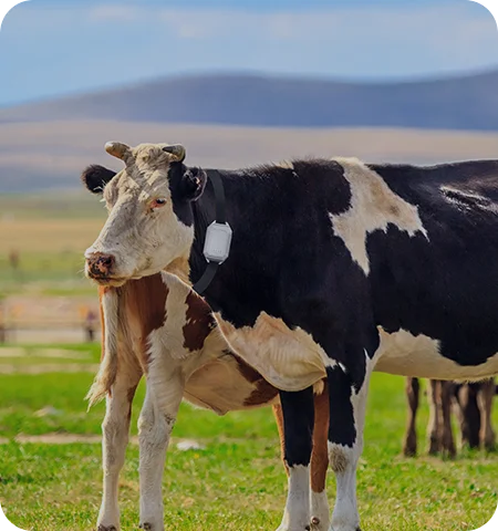 LW001-BG Aplikacja LoRaWAN® GPS Tracker w inteligentnym śledzeniu i śledzeniu hodowli zwierząt