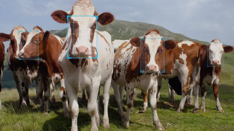 Identificação facial de animais