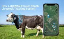 Como o LoRaWAN alimenta o sistema de rastreamento de gado do rancho