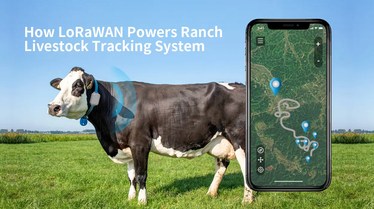 Miten LoRaWAN Powers Ranch karjanseurantajärjestelmää