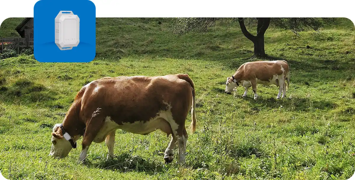 MOKOLoRa Contribution à la solution de suivi du bétail